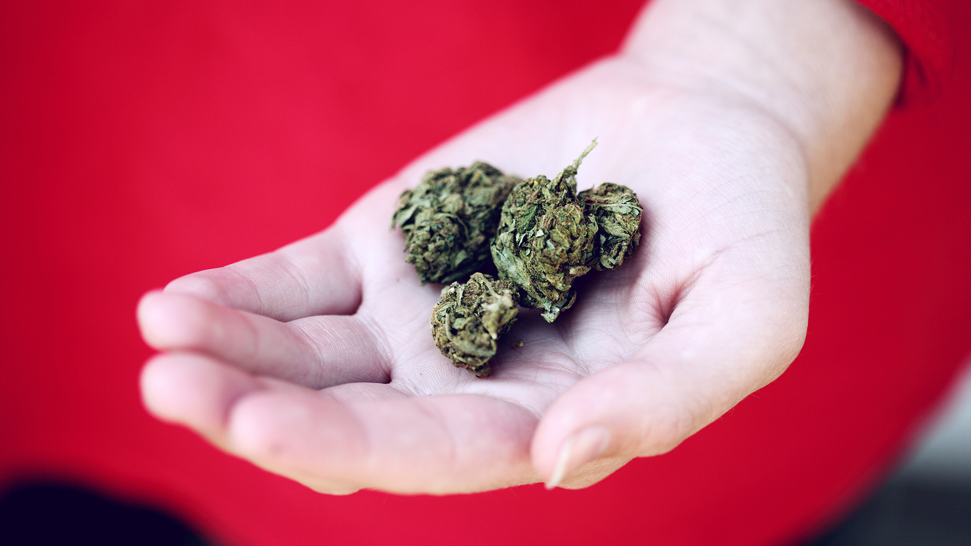 Cannabis in the Workplace: Is it Legal or Not?