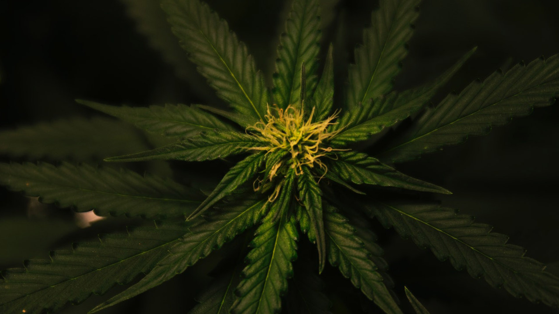 Radio Canada - Cannabis : « Not in my condo »